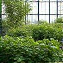 Lush indoor organic garden growing fresh produce with natural light